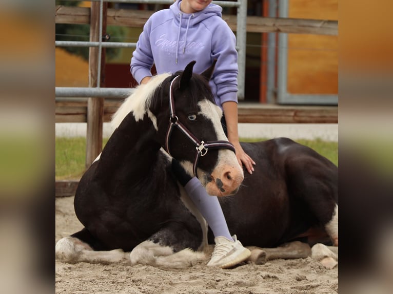 British Warmblood Mix Castrone 4 Anni 146 cm Pezzato in Bad Zwischenahn