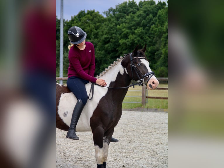 British Warmblood Mix Castrone 4 Anni 146 cm Pezzato in Bad Zwischenahn