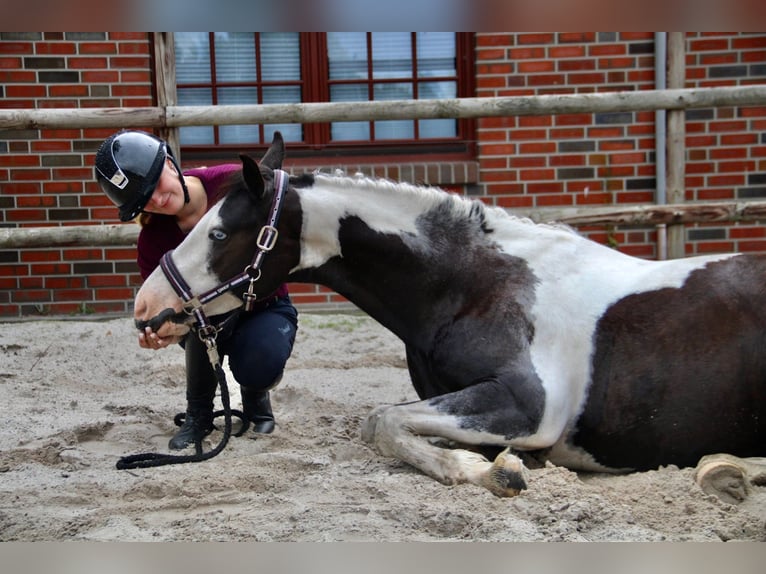 British Warmblood Mix Castrone 4 Anni 146 cm Pezzato in Bad Zwischenahn