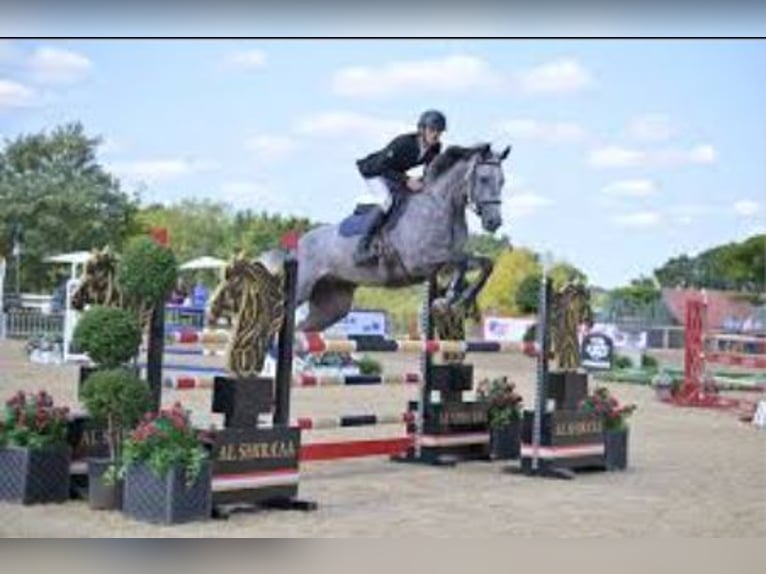 British Warmblood Castrone 4 Anni  in WEST SUSSEX