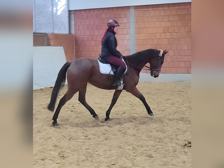 British Warmblood Castrone 5 Anni 165 cm Baio in Lage