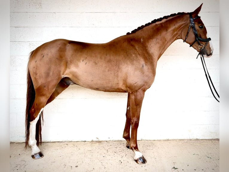 British Warmblood Castrone 6 Anni 169 cm Sauro scuro in grantham, Lincs