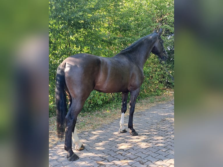 British Warmblood Castrone 6 Anni 175 cm Morello in Messel