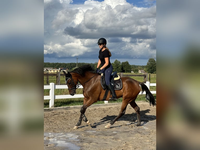 British Warmblood Castrone 7 Anni 167 cm Baio ciliegia in Krasiejów