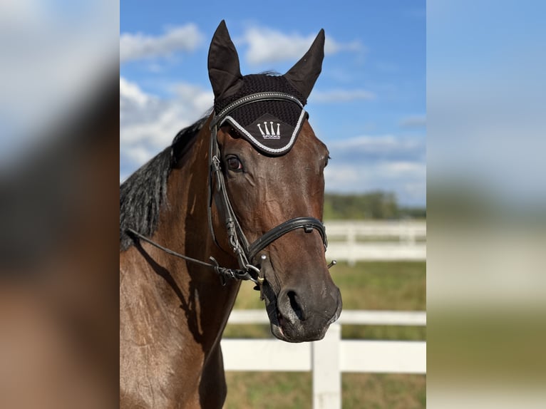 British Warmblood Castrone 7 Anni 167 cm Baio ciliegia in Krasiejów