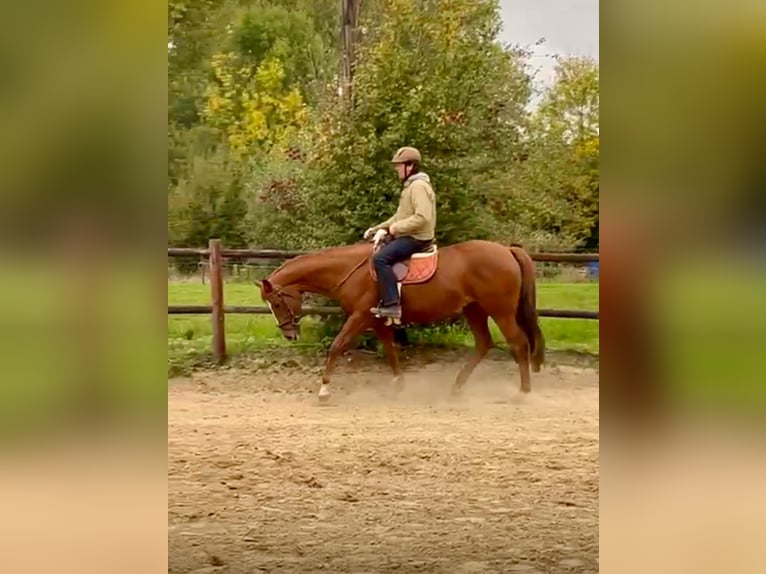 British Warmblood Castrone 7 Anni 168 cm Sauro in Erondegem