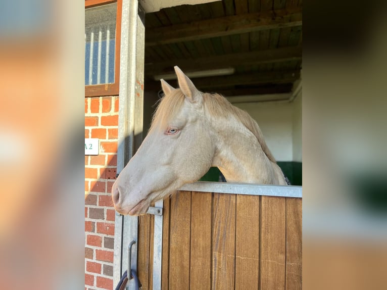 British Warmblood Castrone 8 Anni Cremello in Kirchlinteln