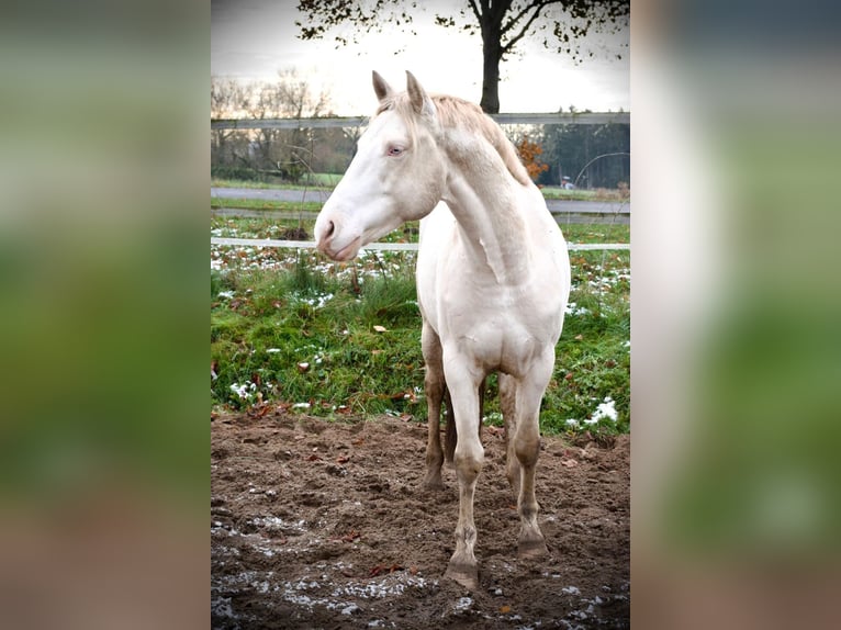 British Warmblood Castrone 8 Anni Cremello in Kirchlinteln