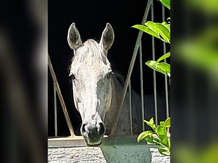 British Warmblood Gelding 10 years 16 hh Grey-Fleabitten in Messel
