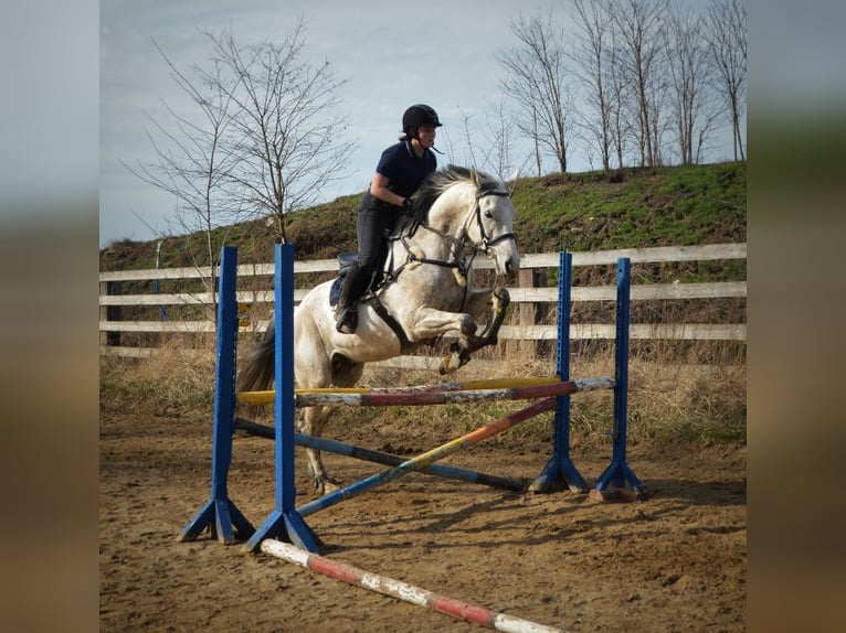 British Warmblood Gelding 12 years 16,2 hh Grey in Lubin