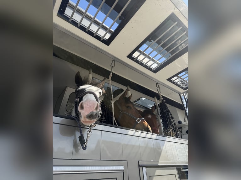 British Warmblood Mix Gelding 4 years 14.1 hh Pinto in Bad Zwischenahn