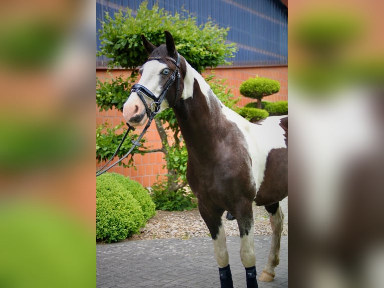 British Warmblood Mix Gelding 4 years 14.1 hh Pinto in Bad Zwischenahn