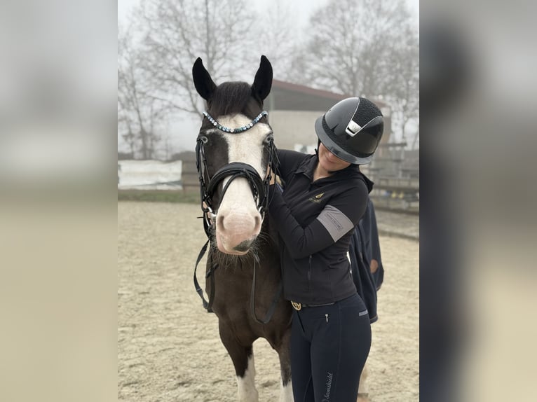 British Warmblood Mix Gelding 4 years 14.1 hh Pinto in Bad Zwischenahn