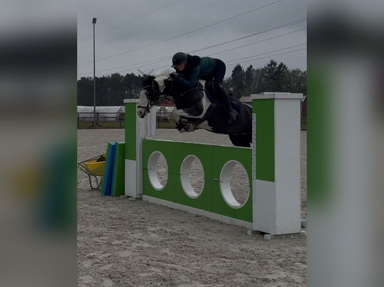 British Warmblood Mix Gelding 4 years 14.1 hh Pinto in Bad Zwischenahn