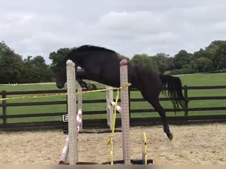 British Warmblood Gelding 4 years 15,2 hh Bay-Dark in Albourne