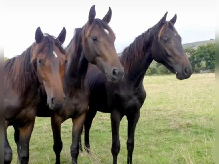 British Warmblood Gelding 4 years in WEST SUSSEX