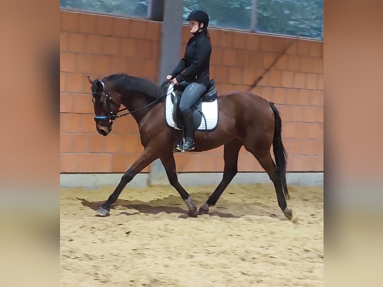 British Warmblood Gelding 5 years 15.1 hh Brown in Blomberg