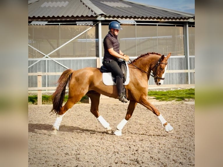 British Warmblood Gelding 6 years 16.2 hh Chestnut in grantham, Lincs