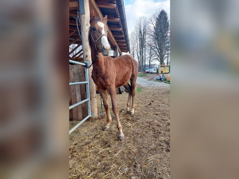British Warmblood Mix Giumenta 1 Anno 160 cm Falbo baio in Straža pri Novem mestu