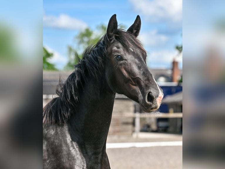 British Warmblood Giumenta 2 Anni 164 cm Morello in CHESTER