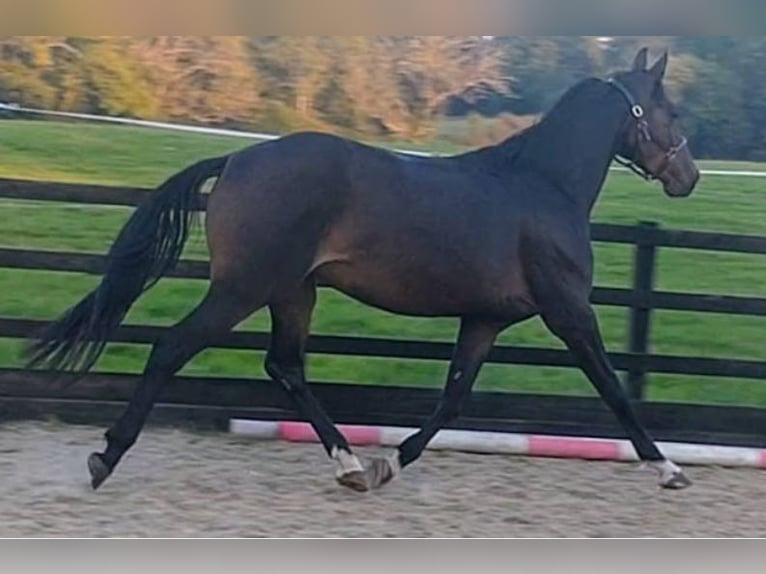 British Warmblood Giumenta 3 Anni 163 cm Baio scuro in Sussex