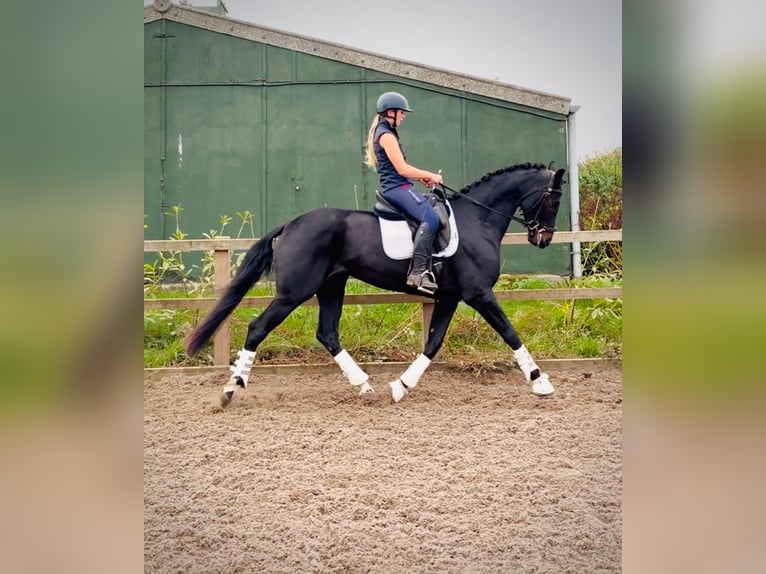 British Warmblood Giumenta 4 Anni 161 cm Baio ciliegia in Grantham, Lincs