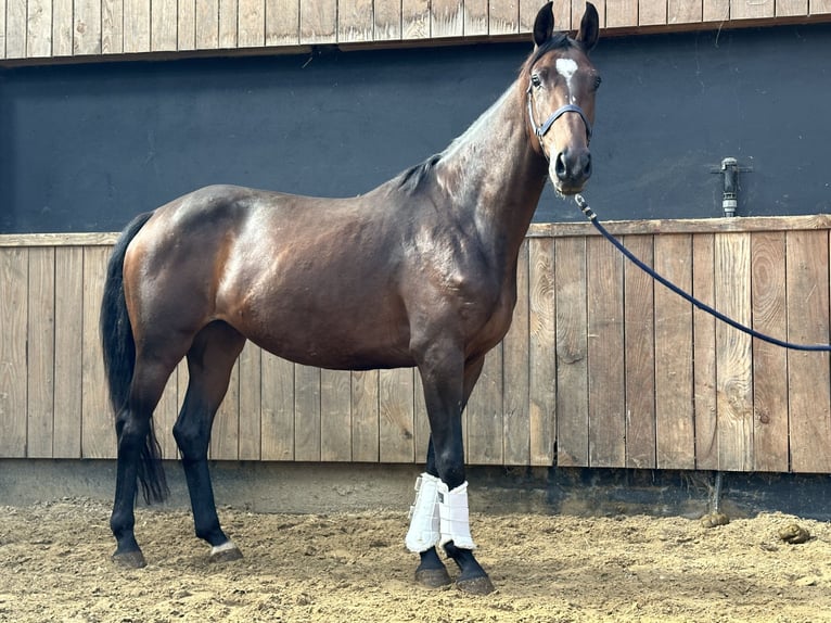 British Warmblood Giumenta 4 Anni 164 cm in Hengelo