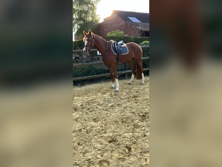 British Warmblood Giumenta 4 Anni 166 cm Sauro in Nettersheim