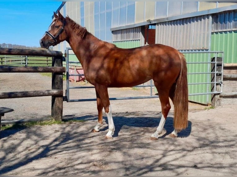 British Warmblood Giumenta 4 Anni 166 cm Sauro in Nettersheim