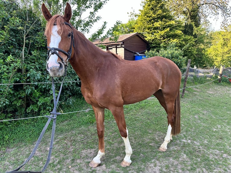 British Warmblood Giumenta 4 Anni 166 cm Sauro in Nettersheim
