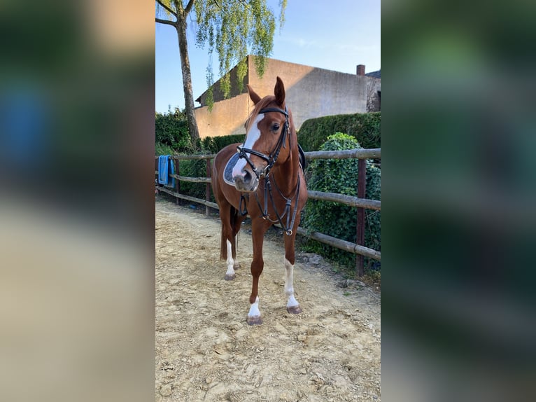 British Warmblood Giumenta 4 Anni 166 cm Sauro in Nettersheim