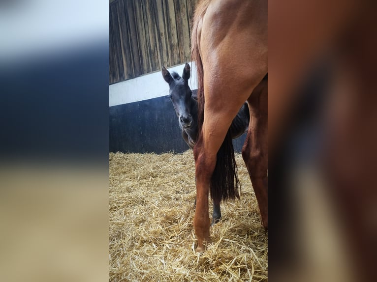 British Warmblood Giumenta Puledri
 (06/2024) 165 cm Morello in Pembrokeshire