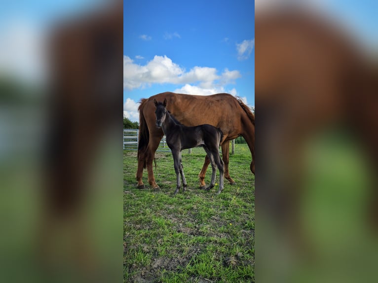 British Warmblood Giumenta Puledri
 (06/2024) 165 cm Morello in Pembrokeshire