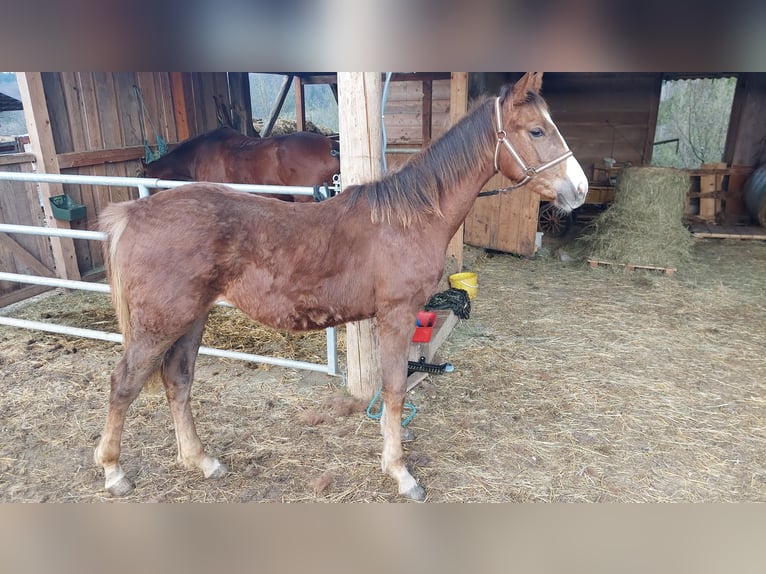 British Warmblood Mix Mare 1 year 15.2 hh Brown Falb mold in Straža pri Novem mestu