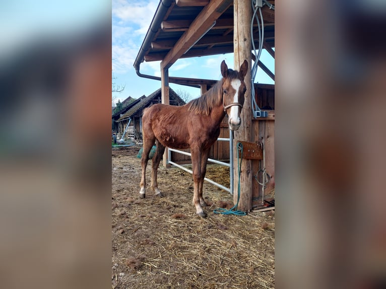 British Warmblood Mix Mare 1 year 15,2 hh Brown Falb mold in Straža pri Novem mestu