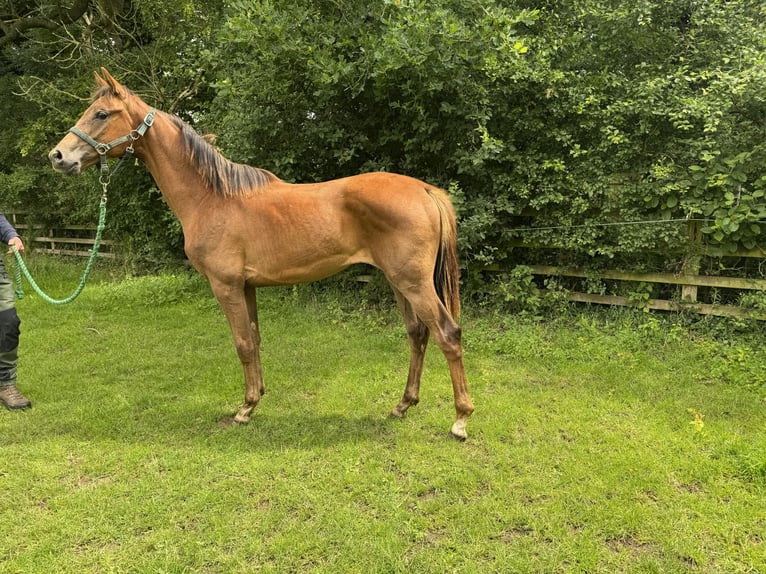 British Warmblood Mare 1 year 16.1 hh Chestnut in Warwickshire