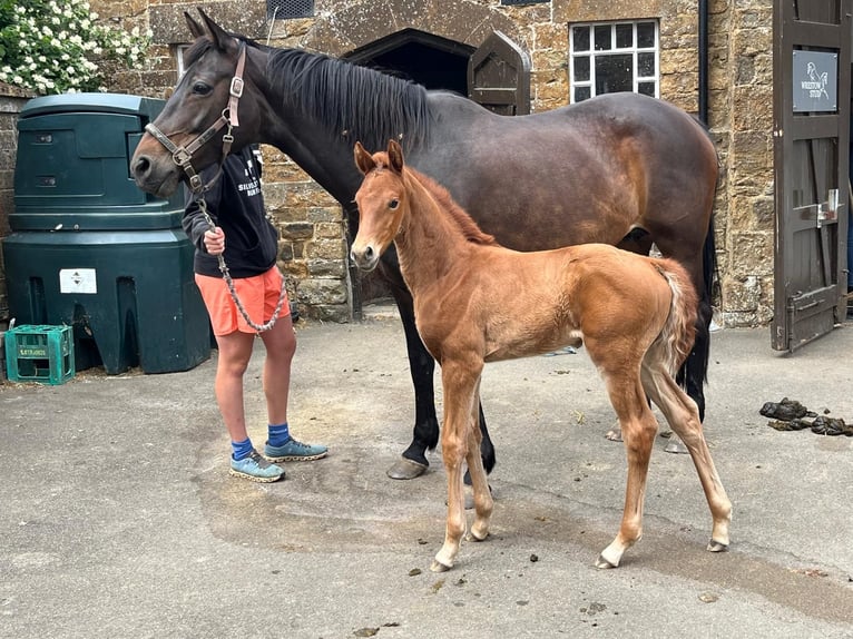 British Warmblood Mare 1 year 16.1 hh Chestnut in Warwickshire