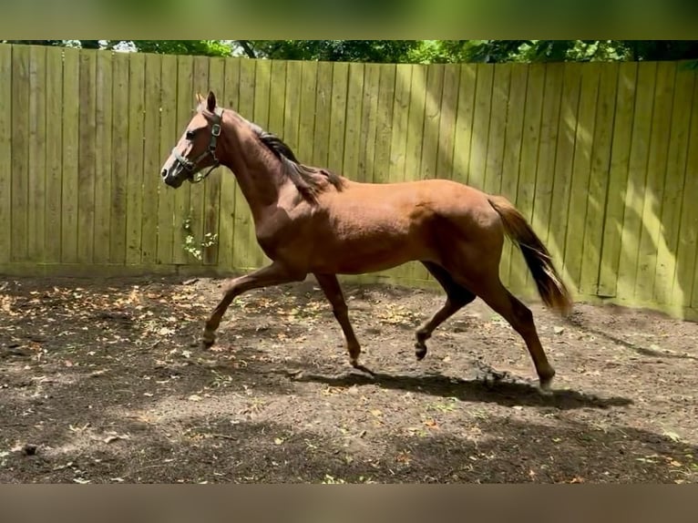 British Warmblood Mare 1 year 16.1 hh Chestnut in Warwickshire