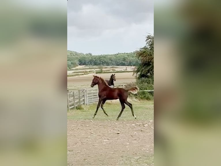 British Warmblood Mare 1 year 16.1 hh Chestnut in Warwickshire
