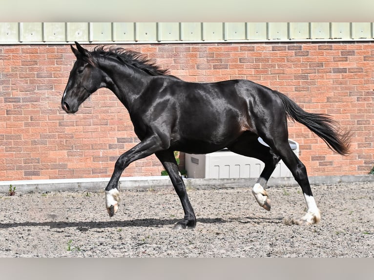 British Warmblood Mare 2 years 16 hh Black in CHESTER