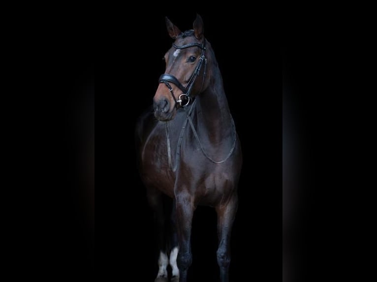 British Warmblood Mare 4 years 16,2 hh Bay-Dark in Hengelo