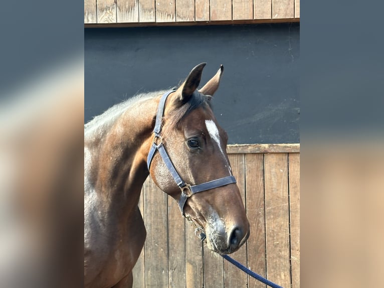 British Warmblood Mare 4 years 16 hh in Hengelo