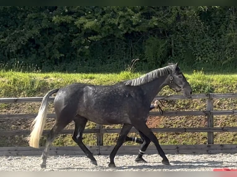 British Warmblood Mare 4 years 16,1 hh Gray in Devon
