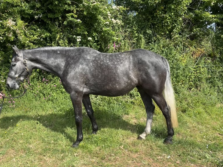 British Warmblood Mare 4 years 16,1 hh Gray in Devon