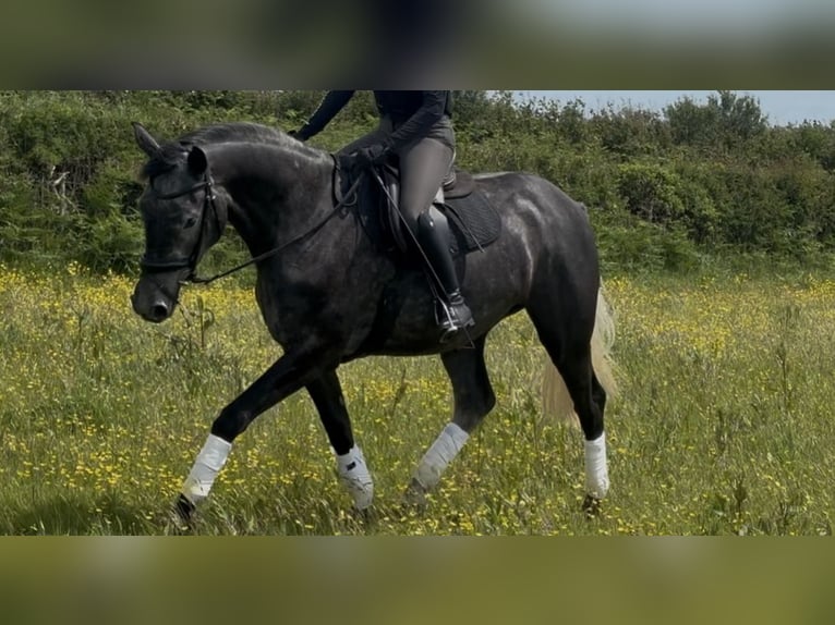 British Warmblood Mare 4 years 16,1 hh Gray in Devon