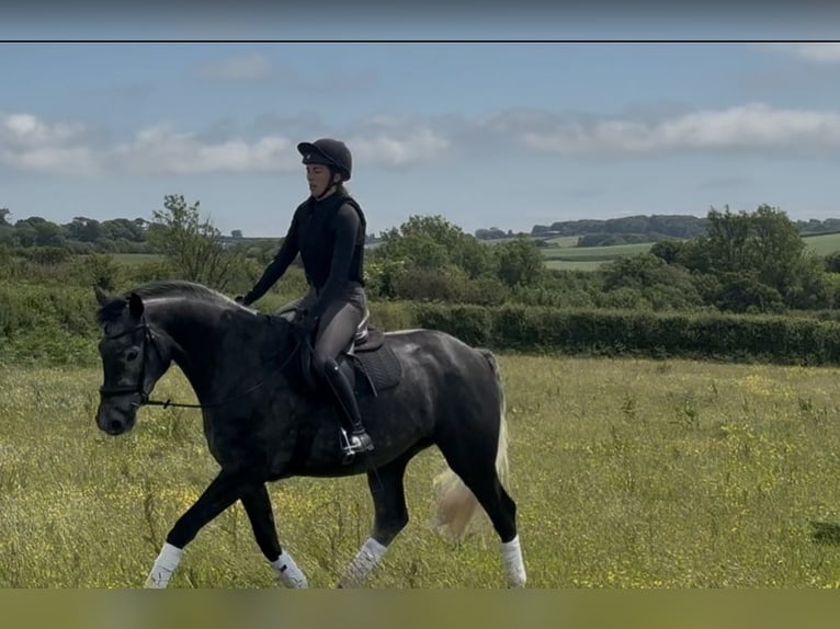 British Warmblood Mare 4 years 16,1 hh Gray in Devon