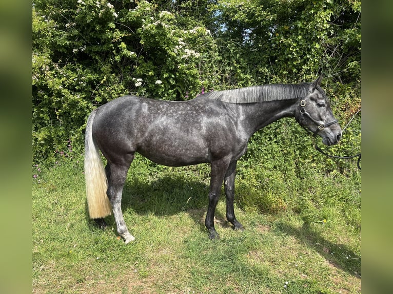 British Warmblood Mare 4 years 16,1 hh Gray in Devon
