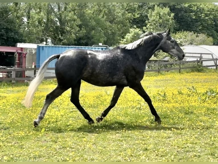 British Warmblood Mare 4 years 16,1 hh Gray in Devon