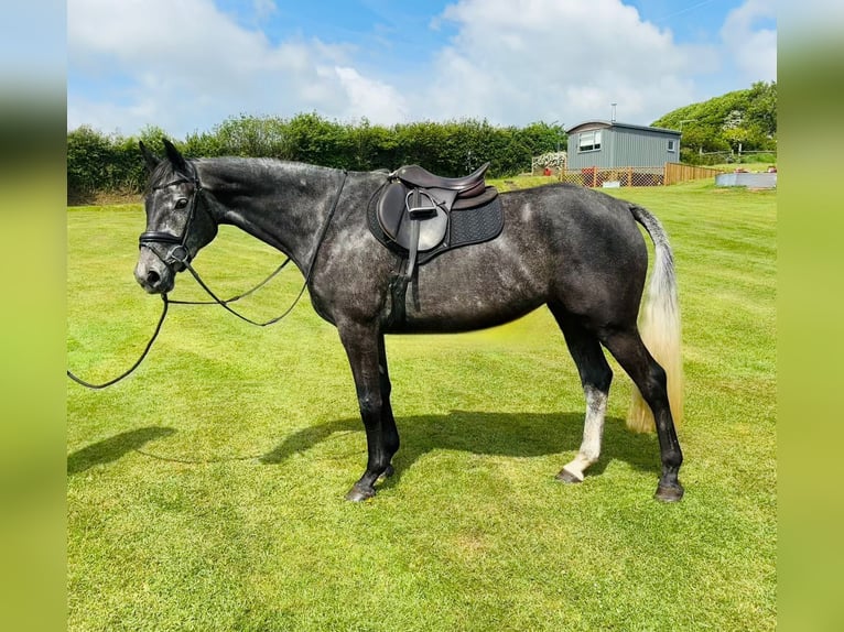 British Warmblood Mare 4 years 16,1 hh Gray in Devon