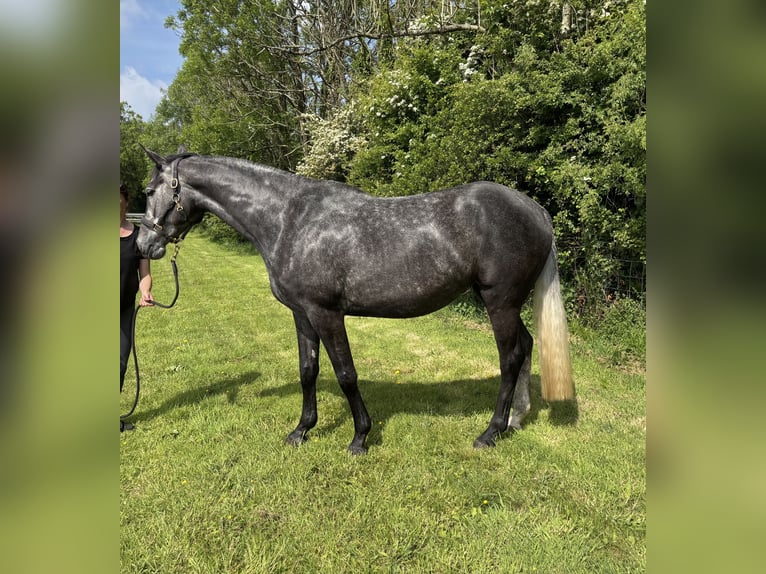 British Warmblood Mare 4 years 16,1 hh Gray in Devon